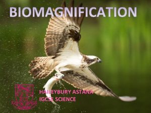 HAILEYBURY ASTANA IGCSE SCIENCE BIOMAGNIFICATION Learning objectives Explain