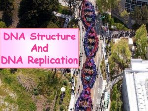 DNA Structure And DNA Replication Watson and Crick
