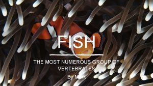 FISH THE MOST NUMEROUS GROUP OF VERTEBRATES By