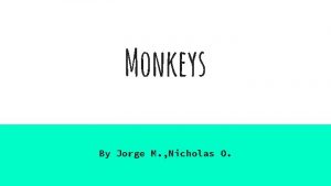 Monkeys By Jorge M Nicholas O Monkeys Common