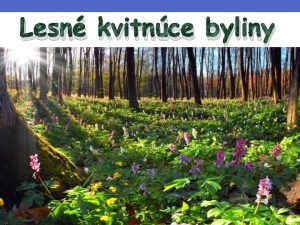 Lesn kvitnce byliny S rastliny s duinatou stonkou