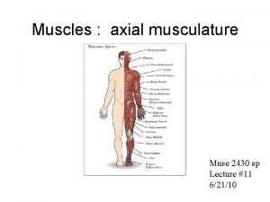 Muscles axial musculature Muse 2430 sp Lecture 11
