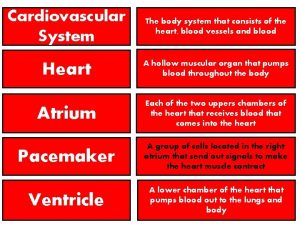 Cardiovascular System The body system that consists of
