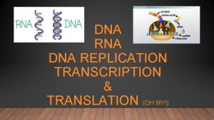 DNA RNA DNA REPLICATION TRANSCRIPTION TRANSLATION OH MY
