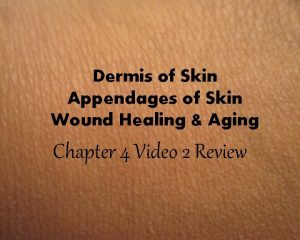 Dermis of Skin Appendages of Skin Wound Healing