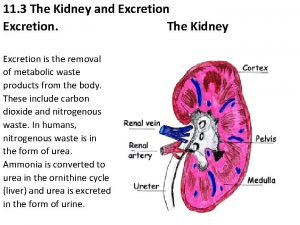 11 3 The Kidney and Excretion The Kidney