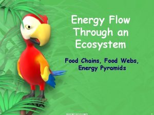 Energy Flow Through an Ecosystem Food Chains Food