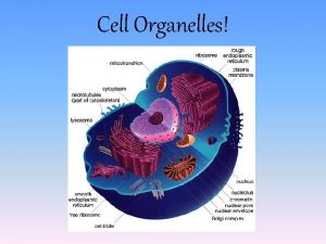 Cell Organelles Organelles Specialized parts of cells that