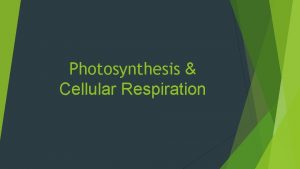 Photosynthesis Cellular Respiration Photosynthesis Equation Uses the energy