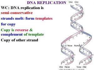 DNA REPLICATION WC DNA replication is semiconservative strands
