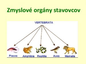 Zmyslov orgny stavovcov Funkcia spojenie medzi vonkajm a