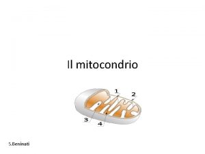 Il mitocondrio S Beninati mitocondrio Un mitocondrio un