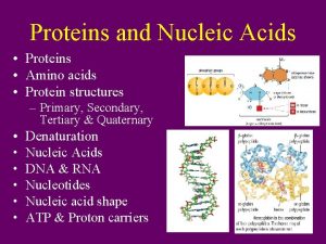 Proteins and Nucleic Acids Proteins Amino acids Protein