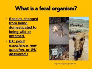 What is a feral organism Species changed from