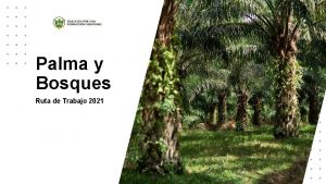 Palma y Bosques Ruta de Trabajo 2021 Dinamizar