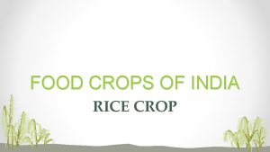 FOOD CROPS OF INDIA RICE CROP RICE METHODS