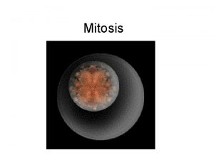 Mitosis Quick Review During Interphase the cell carries