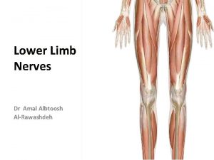 Lower Limb Nerves Dr Amal Albtoosh AlRawashdeh Femoral