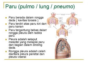 Paru pulmo lung pneumo n n n Paru