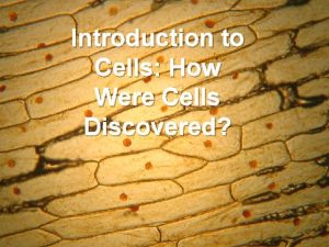 Introduction to Cells How Were Cells Discovered Cells