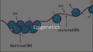 Epigenetics What are epigenetics Epigenetics is the external