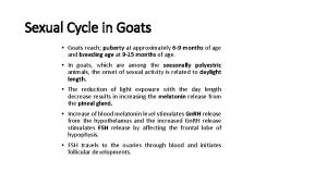 Sexual Cycle in Goats Goats reach puberty at