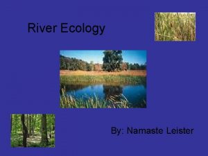 River Ecology By Namaste Leister Wetlands and River