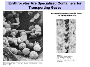 Erythrocytes Are Specialized Containers for Transporting Gases erythrocytes