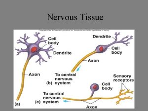 Nervous Tissue The Nervous System Components Brain spinal