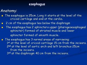 esophagus Anatomy n n The esophagus is 25