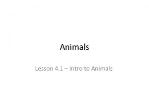 Animals Lesson 4 1 Intro to Animals Functions