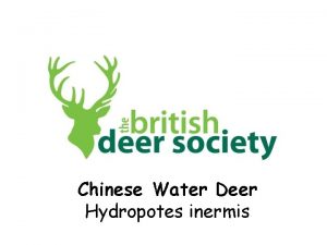 Chinese Water Deer Hydropotes inermis There are six