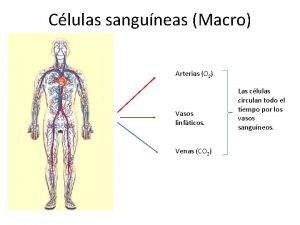 Clulas sanguneas Macro Arterias O 2 Vasos linfticos