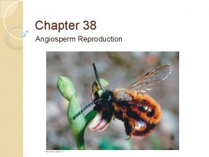 Chapter 38 Angiosperm Reproduction Angiosperms have 3 unique