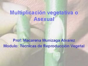 Multiplicacin vegetativa o Asexual Prof Macarena Munizaga Alvarez