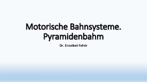 Motorische Bahnsysteme Pyramidenbahm Dr Erzsbet Fehr Motorischer Cortex