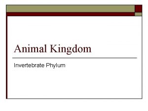 Animal Kingdom Invertebrate Phylum Animal Kingdom characteristics o