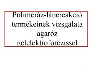 Polimerzlncreakci termkeinek vizsglata agarz glelektroforzissel 1 1 A