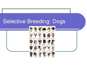 Selective Breeding Dogs What is Selective Breeding l
