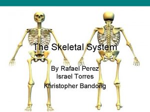 The Skeletal System By Rafael Perez Israel Torres