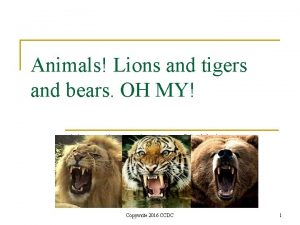 Animals Lions and tigers and bears OH MY