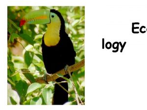 logy Eco WHAT IS ECOLOGY Ecology the scientific