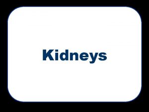 Kidneys Kidneys Overview Ureters Bladder Capillary Column Glomerulus