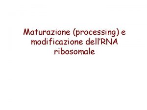 Maturazione processing e modificazione dellRNA ribosomale Maturazione dellRNA