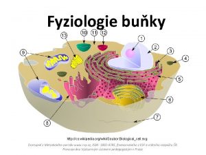 Fyziologie buky http cs wikipedia orgwikiSoubor Biologicalcell svg