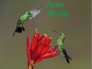 Aves Birds Characteristics Over 9900 species Outnumber all