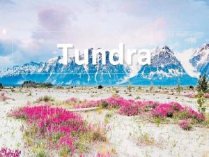 Tundra Significado La tundra es un bioma que