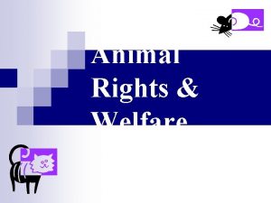 Animal Rights Welfare ANIMAL RIGHTS n Animals should