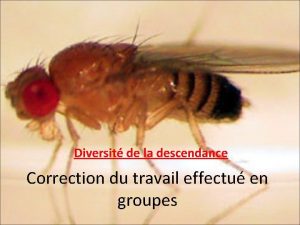 Diversit de la descendance Correction du travail effectu