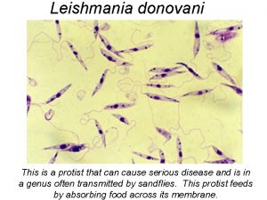 Leishmania donovani This is a protist that can